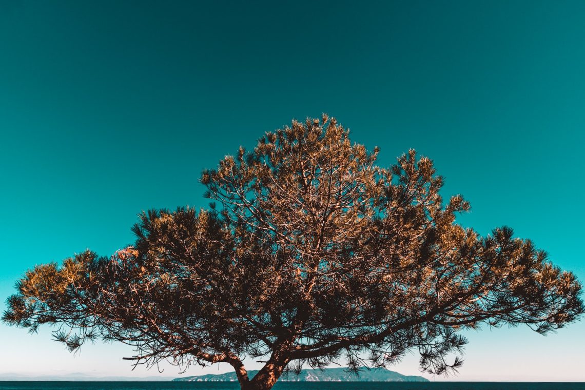 arbre de vie sous un ciel bleu