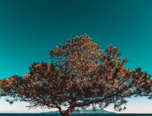 arbre de vie sous un ciel bleu
